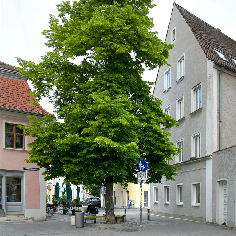 Fleisser Wohnhaus, Roseneckstraße